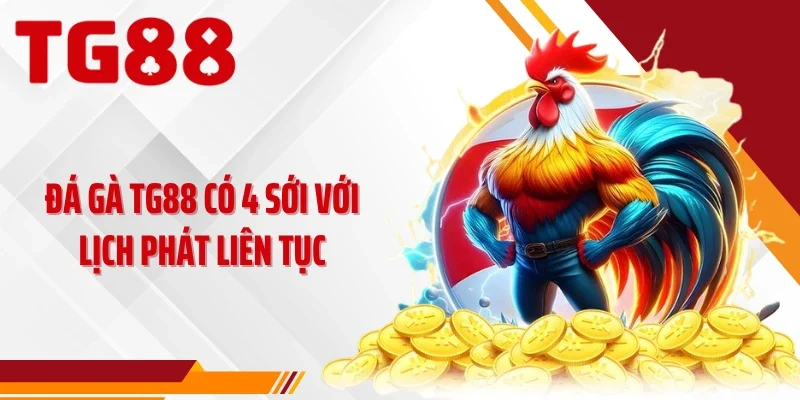 Đá gà TG88 có 4 sới với lịch phát liên tục
